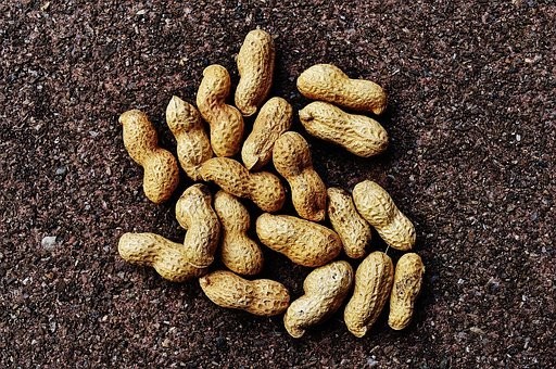 南京豆の特徴・栽培方法・茹で方・栄養・レシピ・由来・糖質