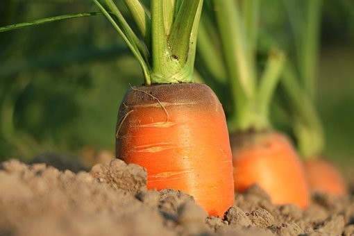 人参の飾り切り8種｜人参の飾り切りが映える料理5選